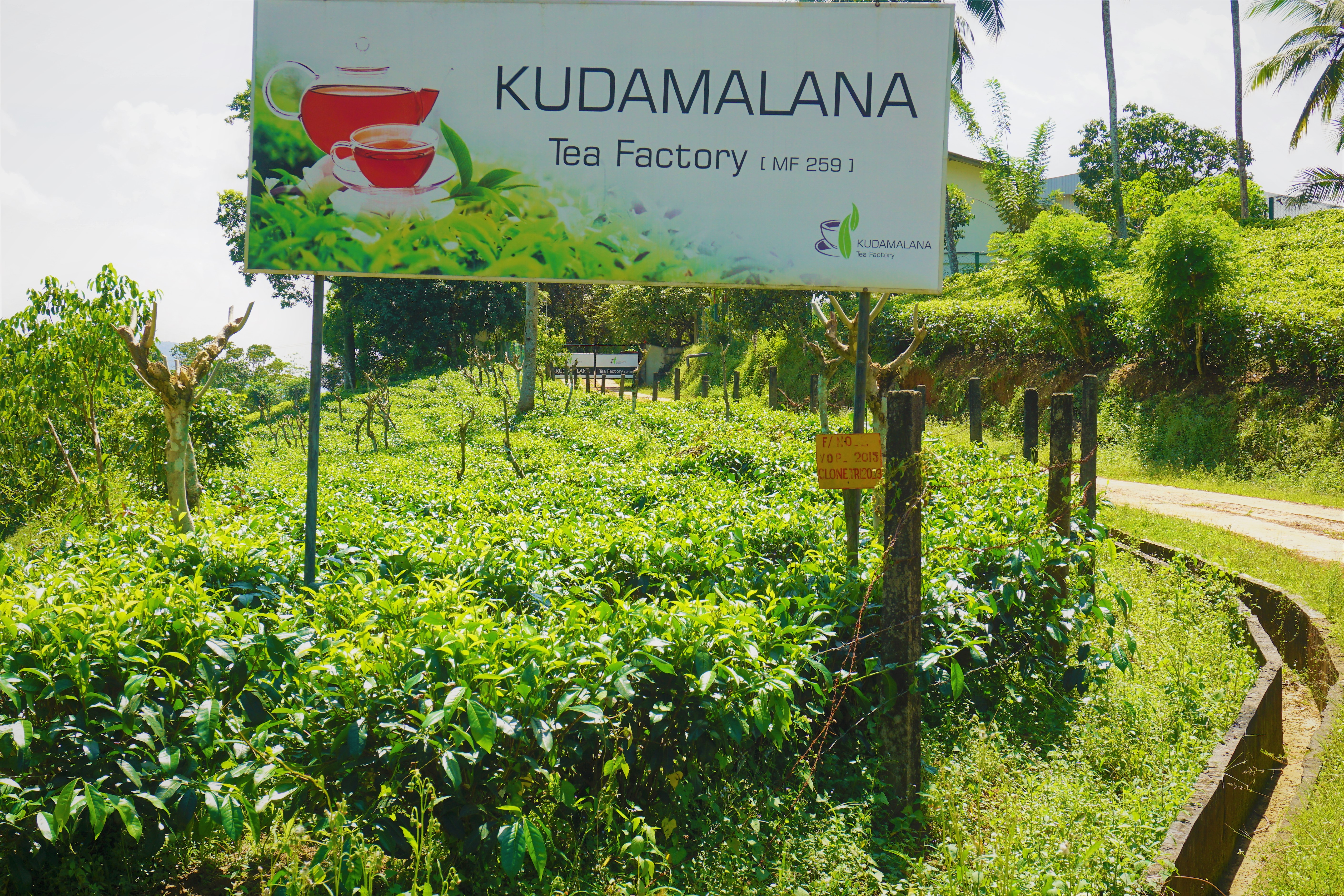 Tea Factory 1