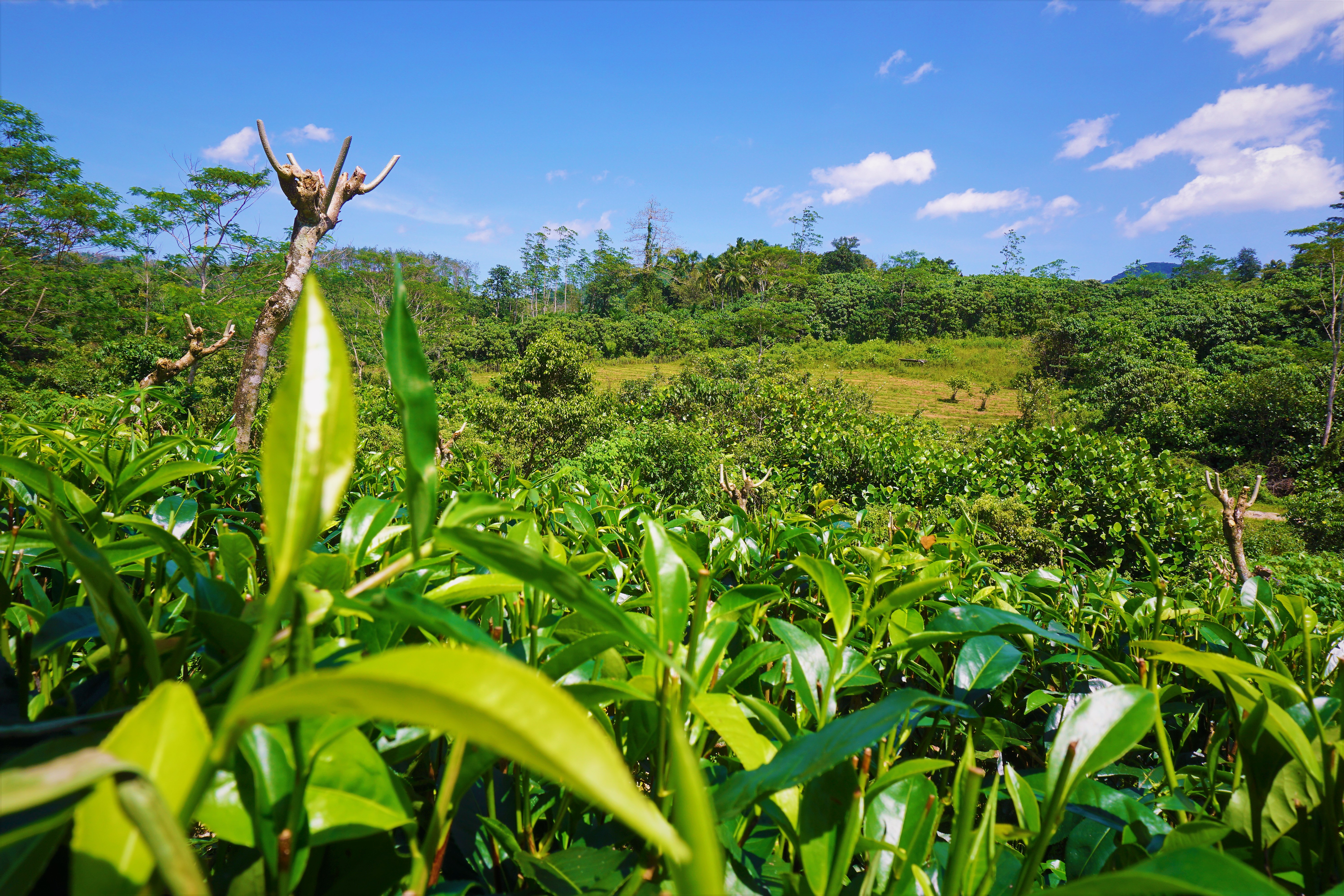 Tea Factory 3